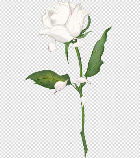 手绘白色玫瑰花元素