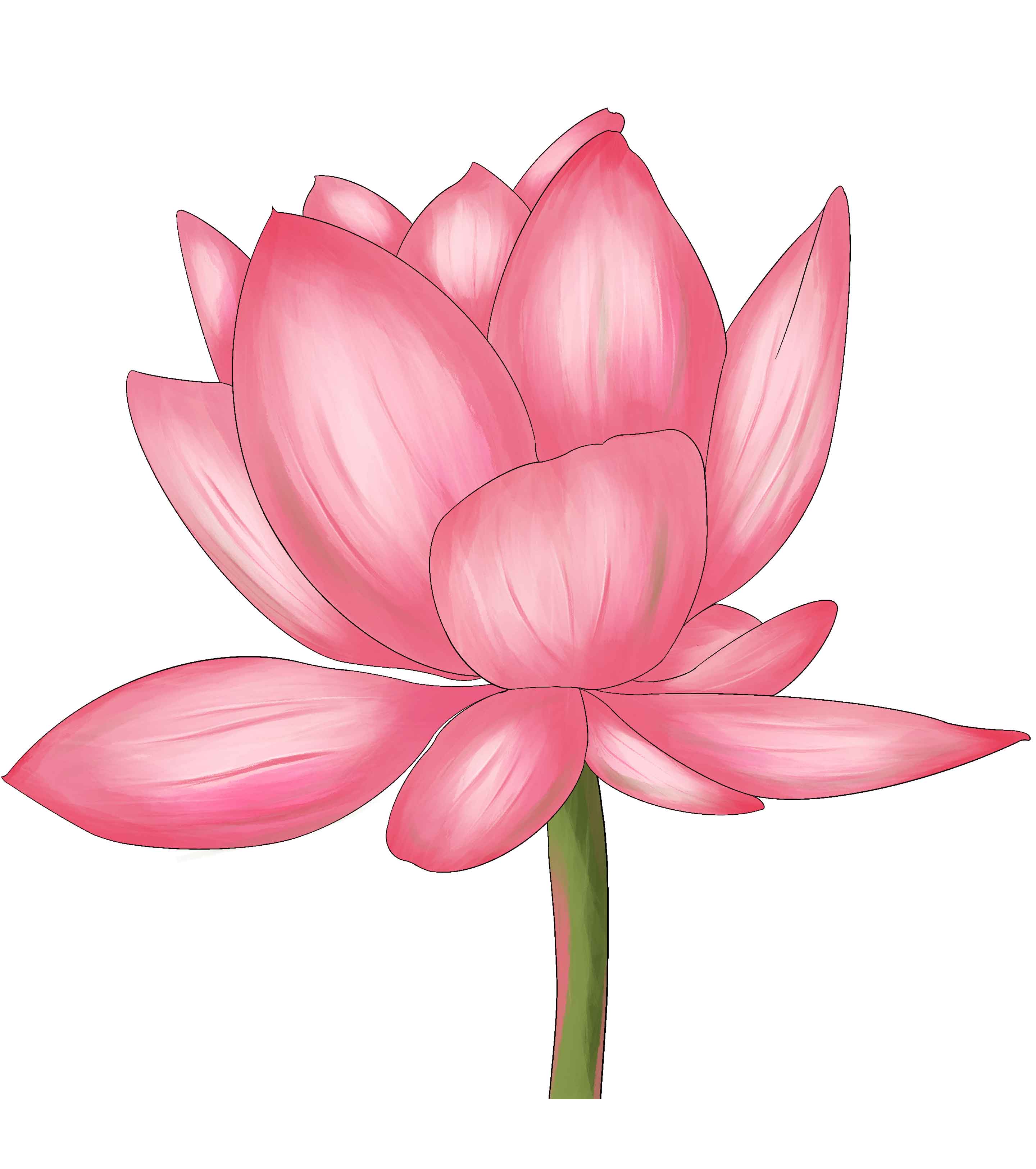 粉色莲花立夏元素