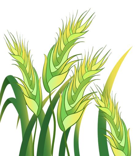 绿色玉米穗手绘元素
