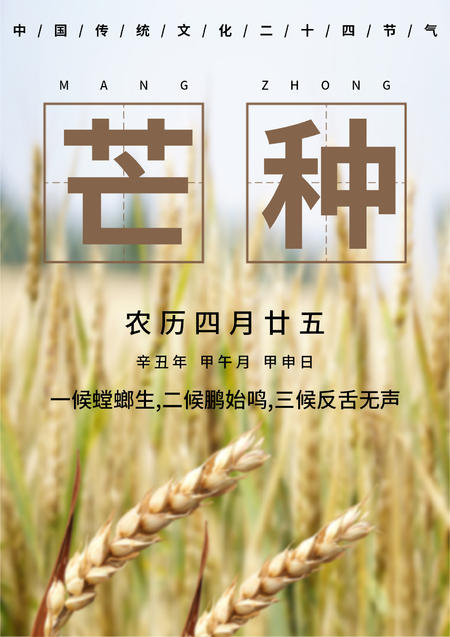 白色简约风芒种节气海报