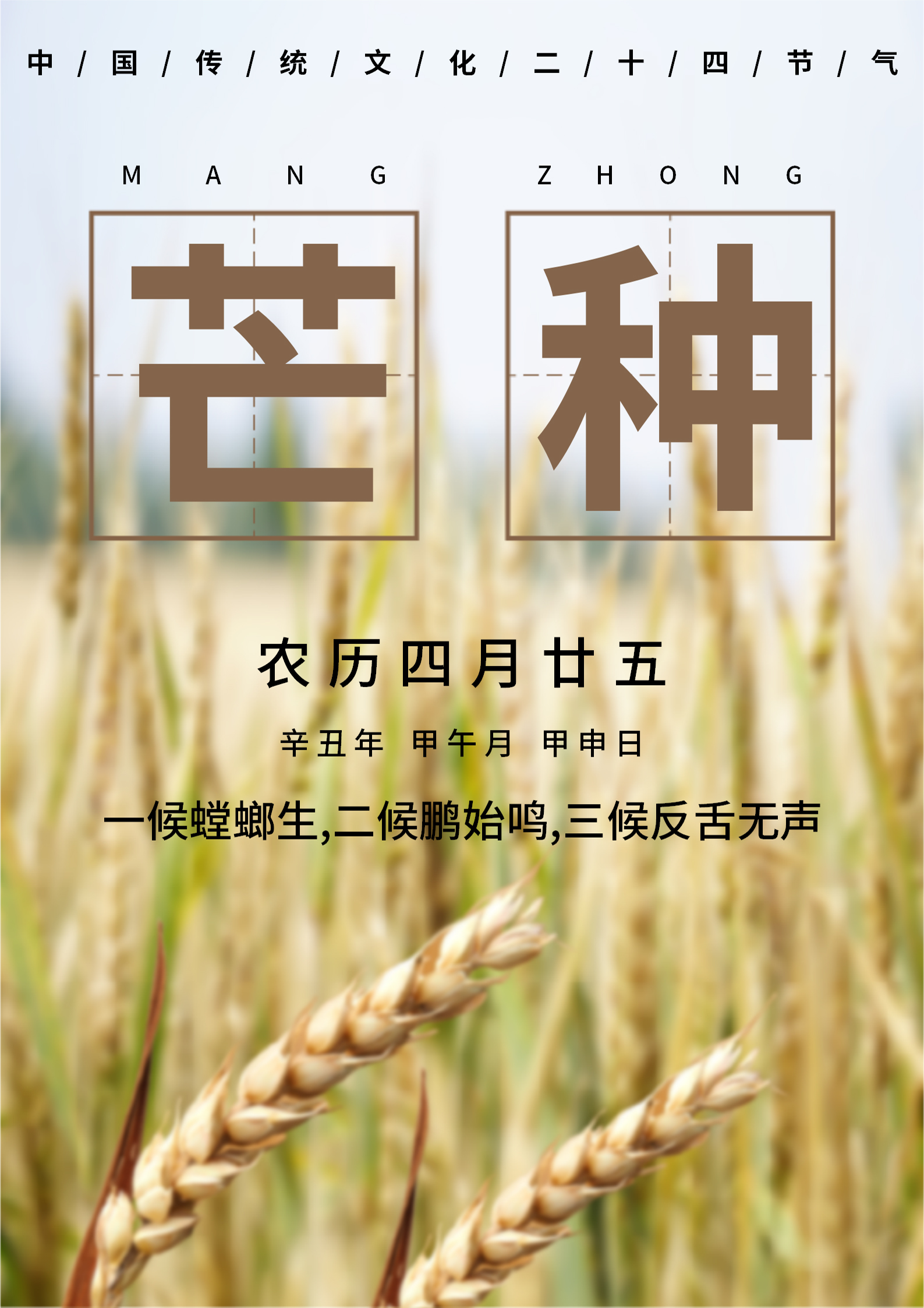 白色简约风芒种节气海报