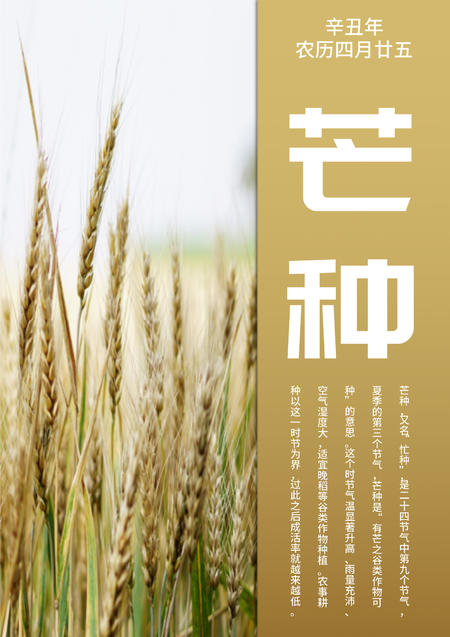 黄色简约风芒种节气海报