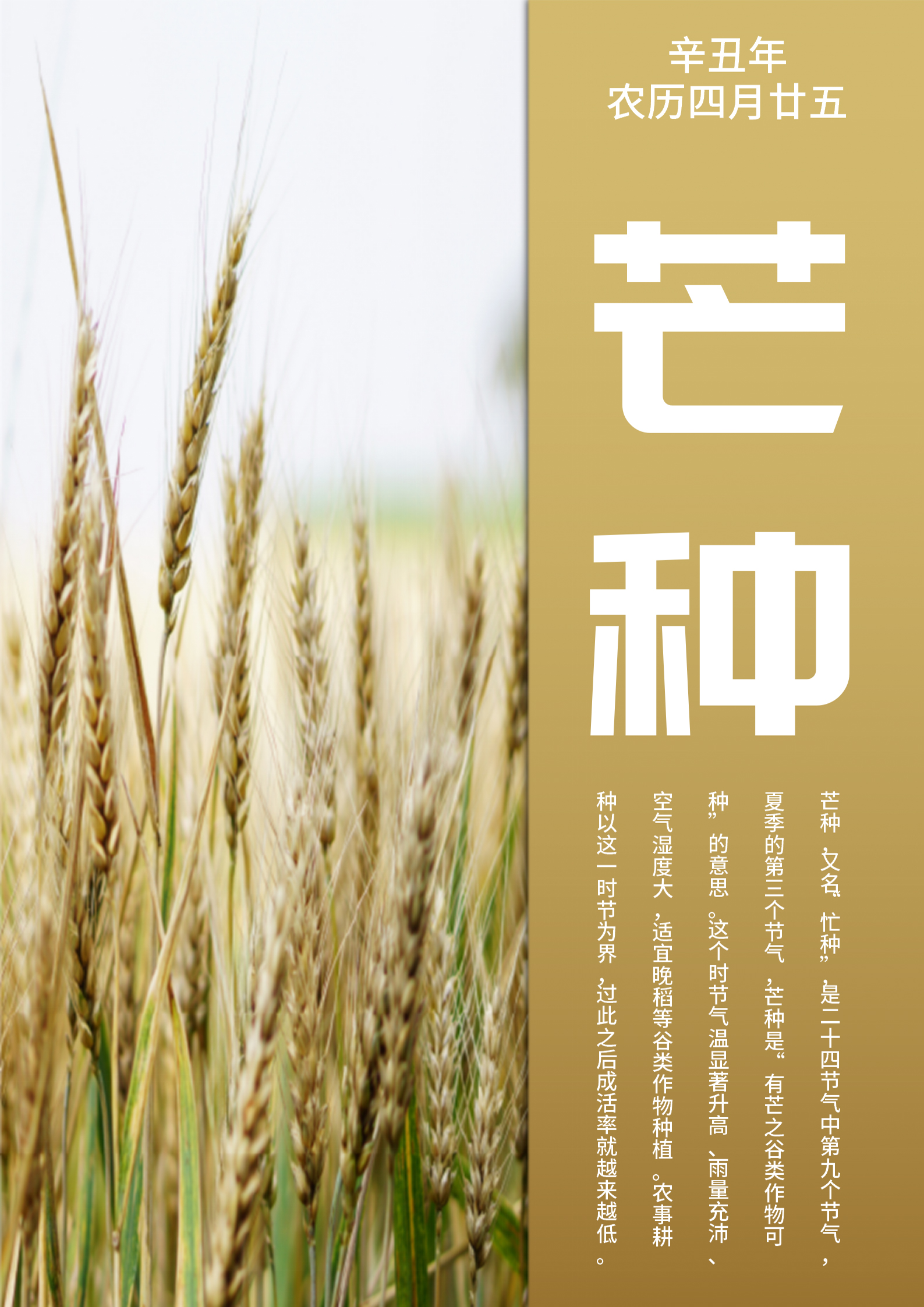 黄色简约风芒种节气海报