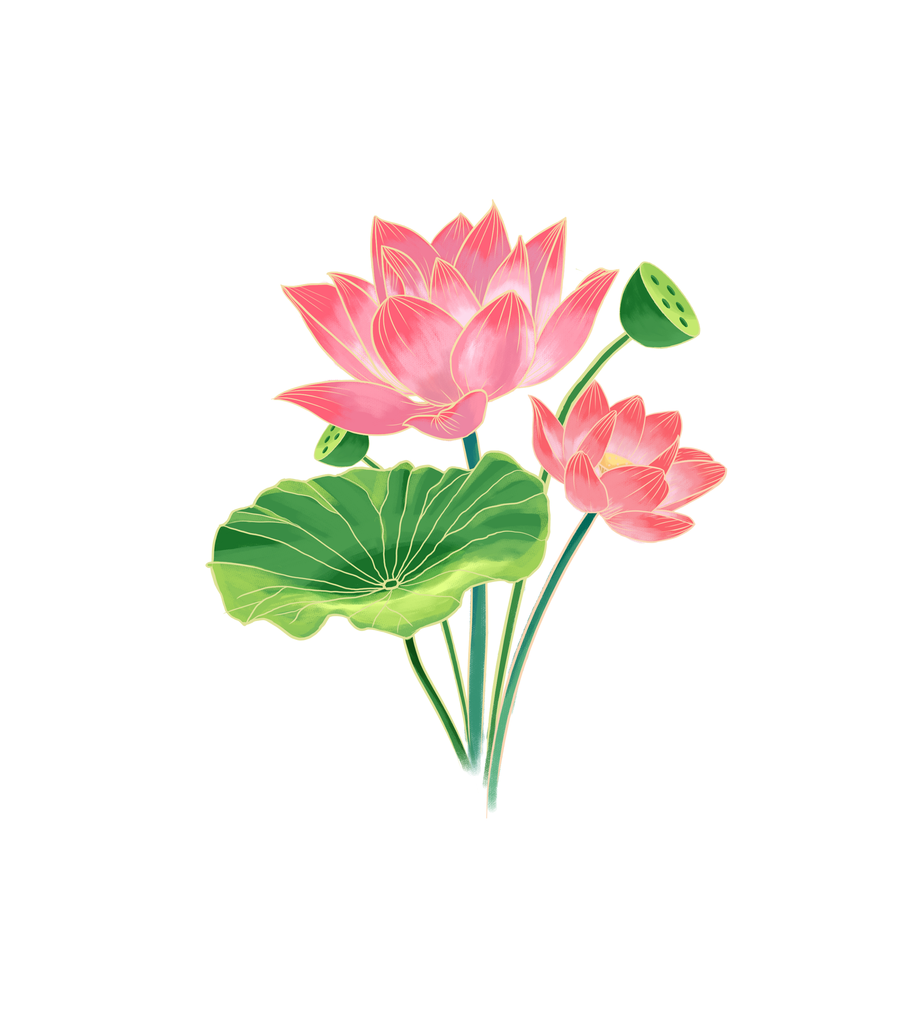 夏日荷花手绘元素